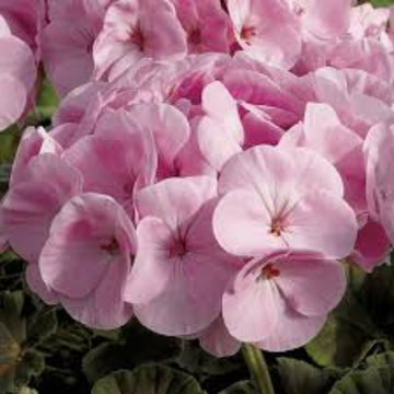 Geranium Seeds - Pale Pink