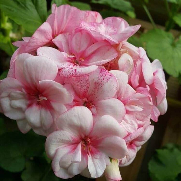 Geranium Seeds - Pale Pink