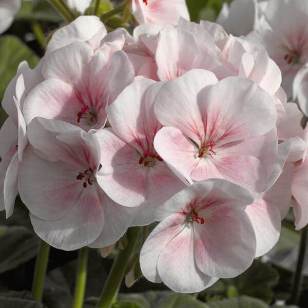 Geranium Seeds - Pale Pink