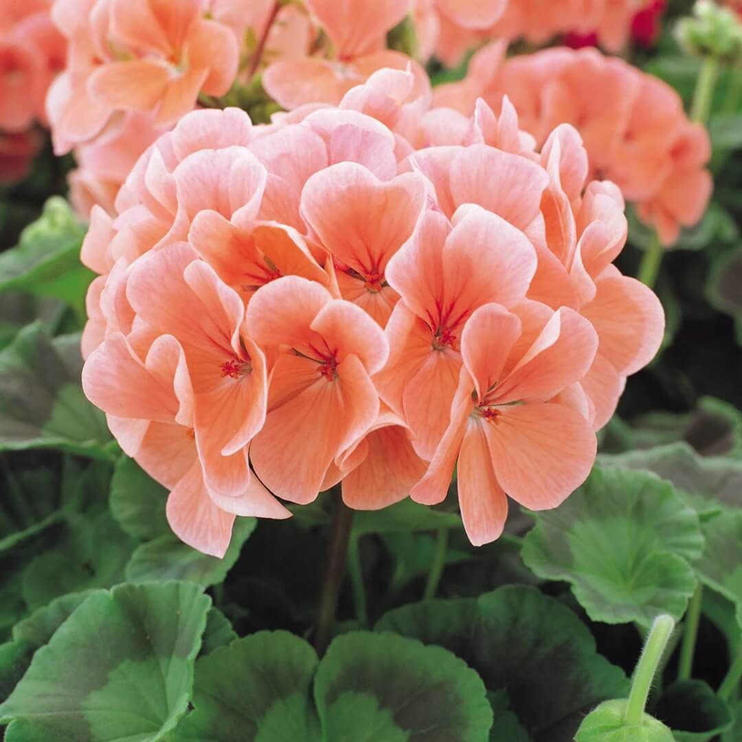 Geranium Seeds - Peach