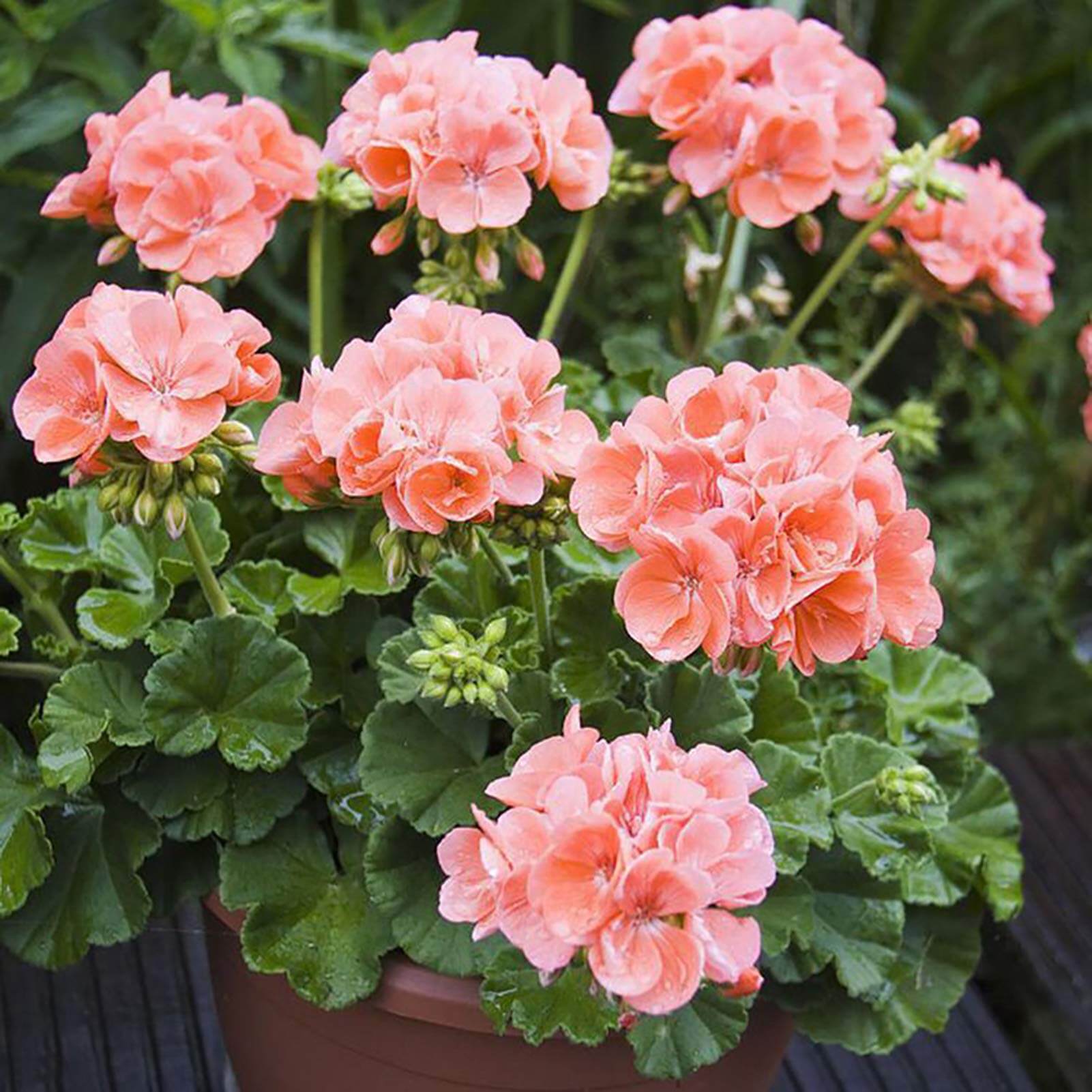 Geranium Seeds - Peach