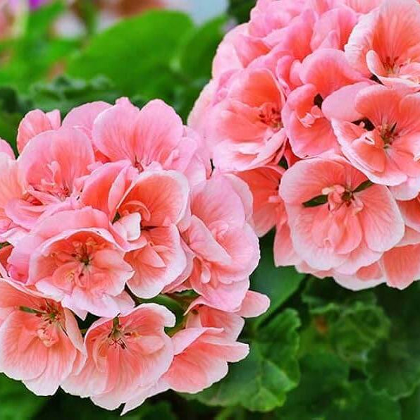 Geranium Seeds - Peach