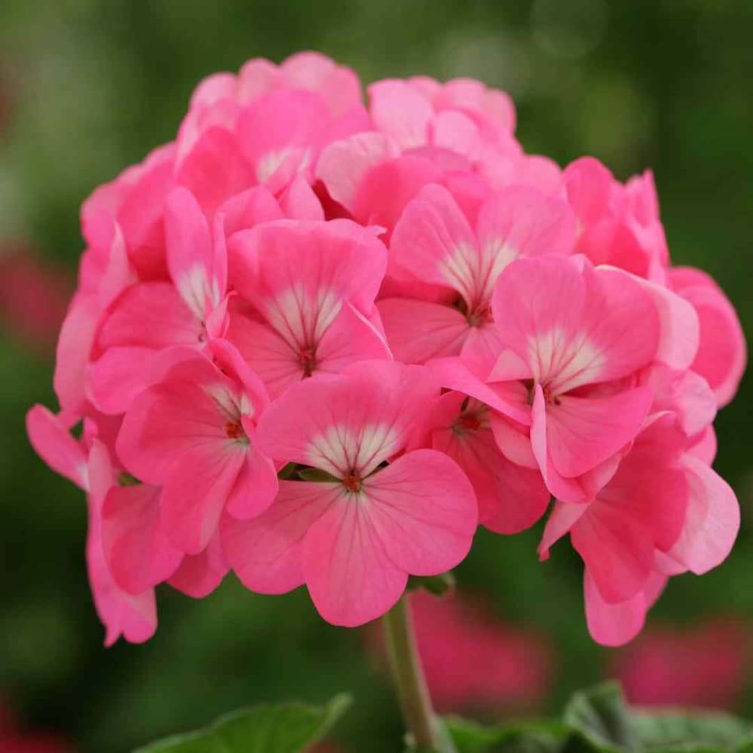 Geranium Seeds - Pelargonium Rose