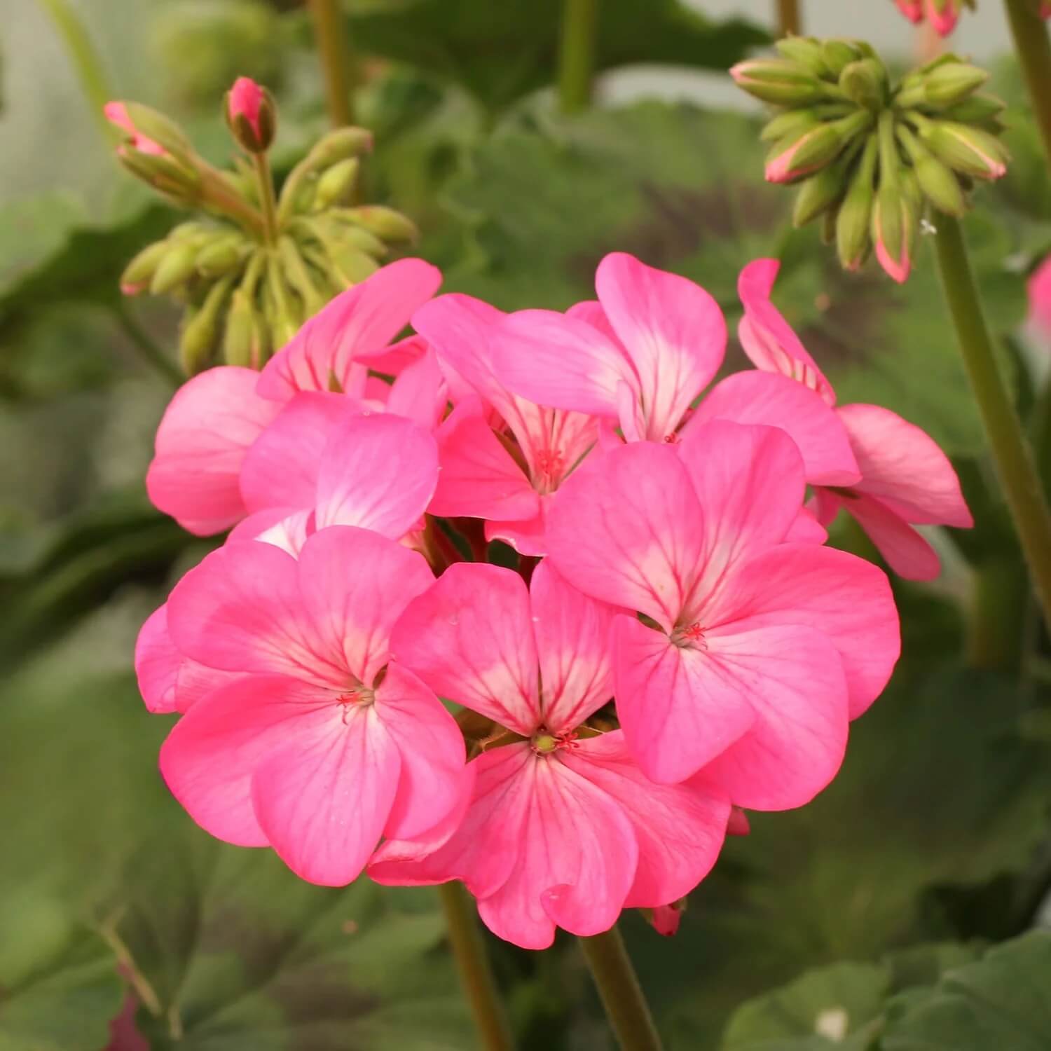 Geranium Seeds - Pink Climbing
