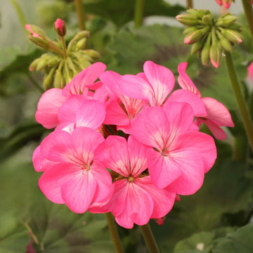 Geranium Seeds - Pink Climbing