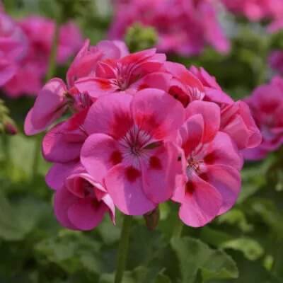 Geranium Seeds - Pink Pelargonium