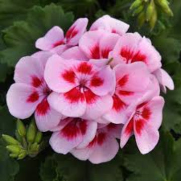 Geranium Seeds - Pink & Red 