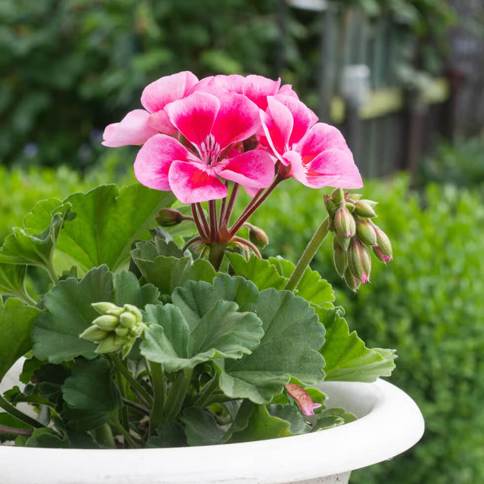 Geranium Seeds - Pink & Red 