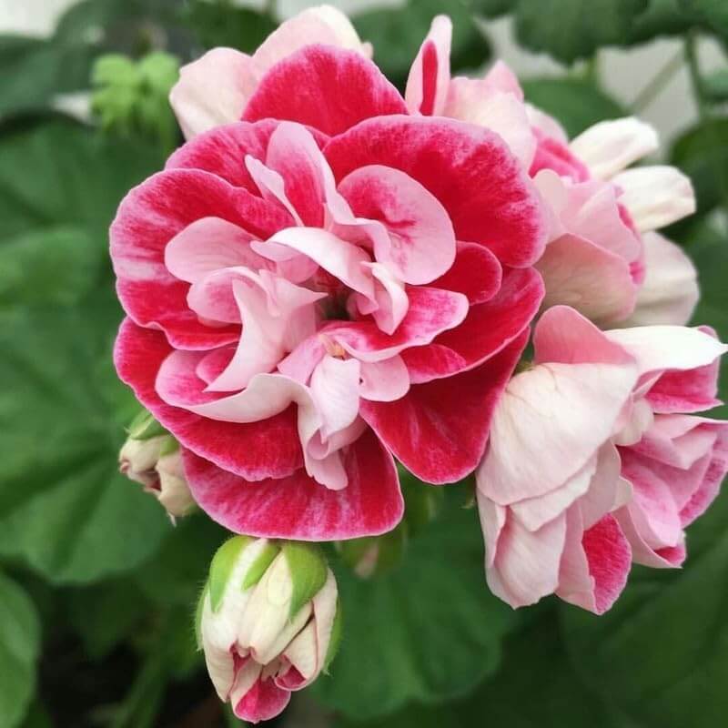 Geranium Seeds - Pink & Red 