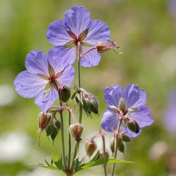 Geranium Seeds  - Pratense