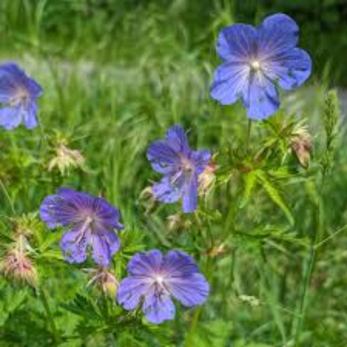 Geranium Seeds  - Pratense