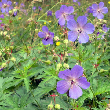 Geranium Seeds  - Pratense