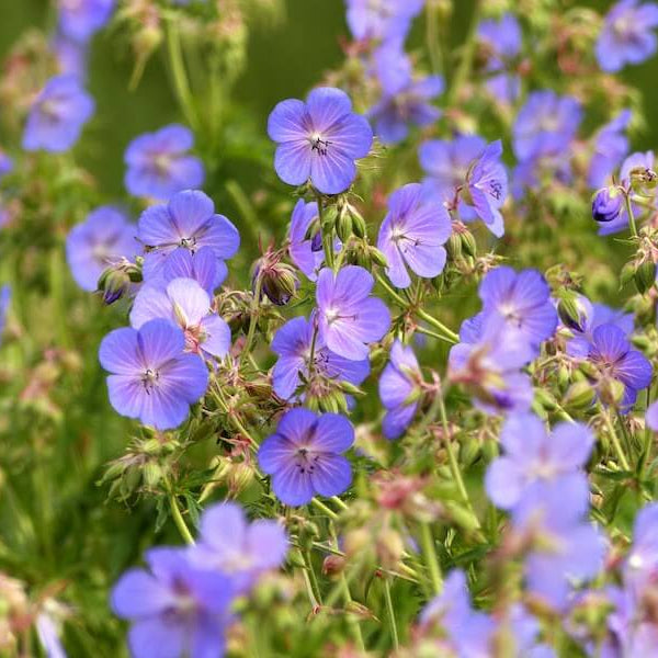 Geranium Seeds  - Pratense