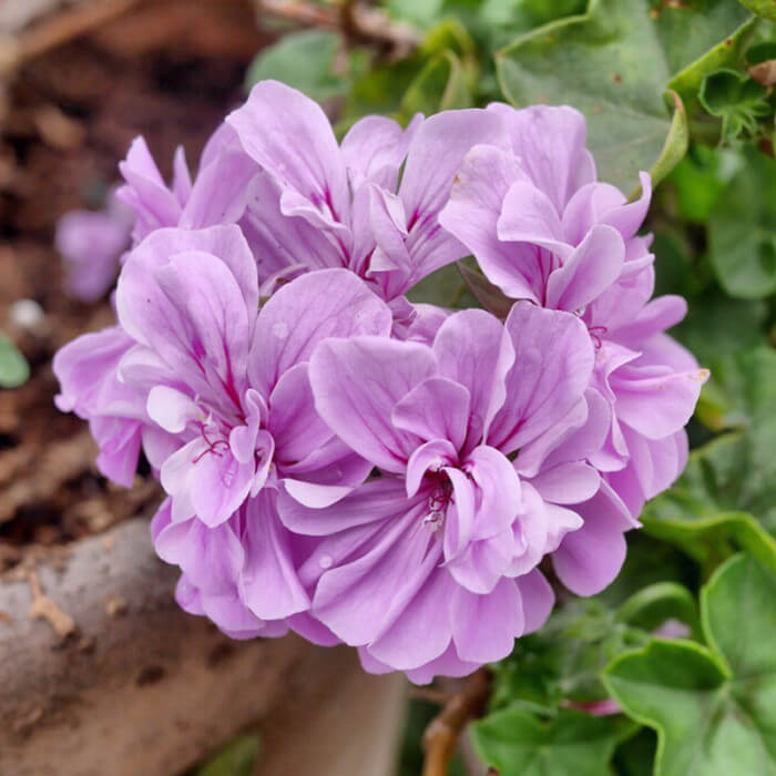 Geranium Seeds - Purple Univalve 