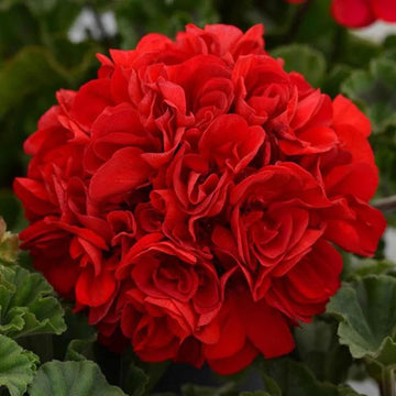 Geranium Seeds - Red Breakawa