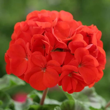 Geranium Seeds - Red Climbing