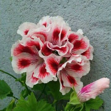 Geranium Seeds - Red & White Univalve