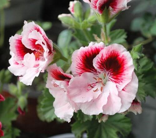 Geranium Seeds - Red & White Univalve