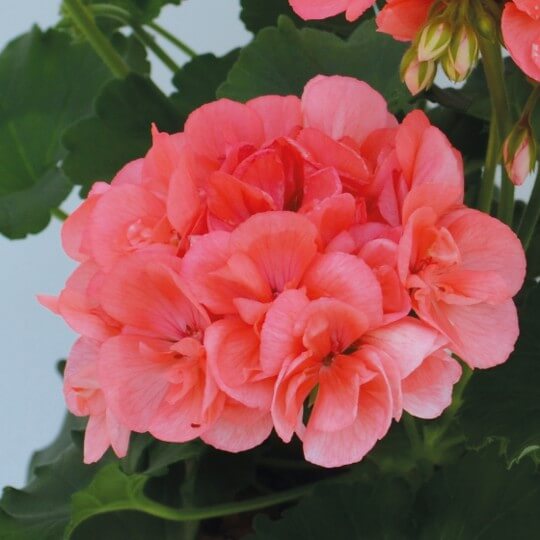 Geranium Seeds - Salmon Pelargonium Peltatum