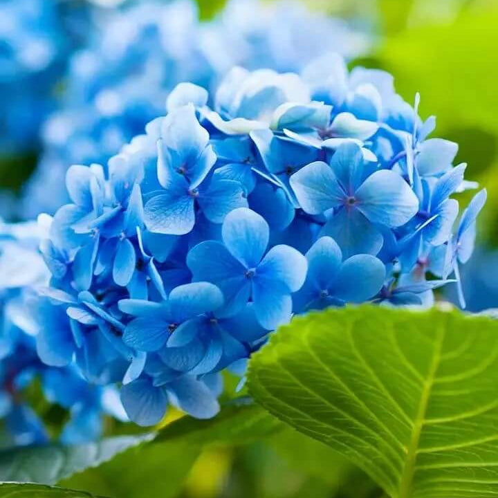 Geranium Seeds - Sky Blue