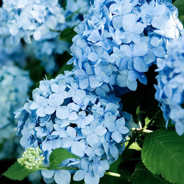 Geranium Seeds - Sky Blue Univalve