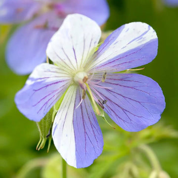Geranium Seeds - Splish Splash