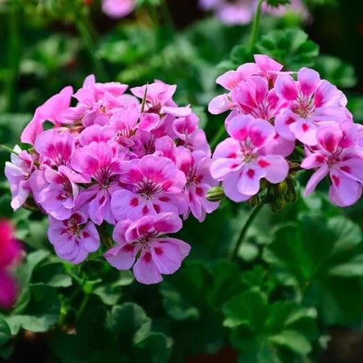 Geranium Seeds - Violet Pink 