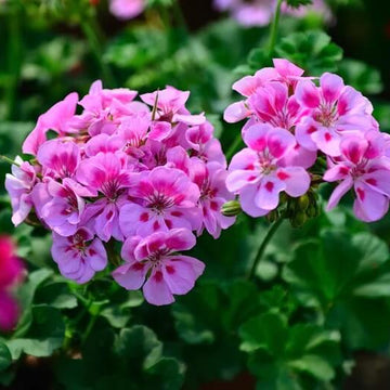 Geranium Seeds - Violet Pink 