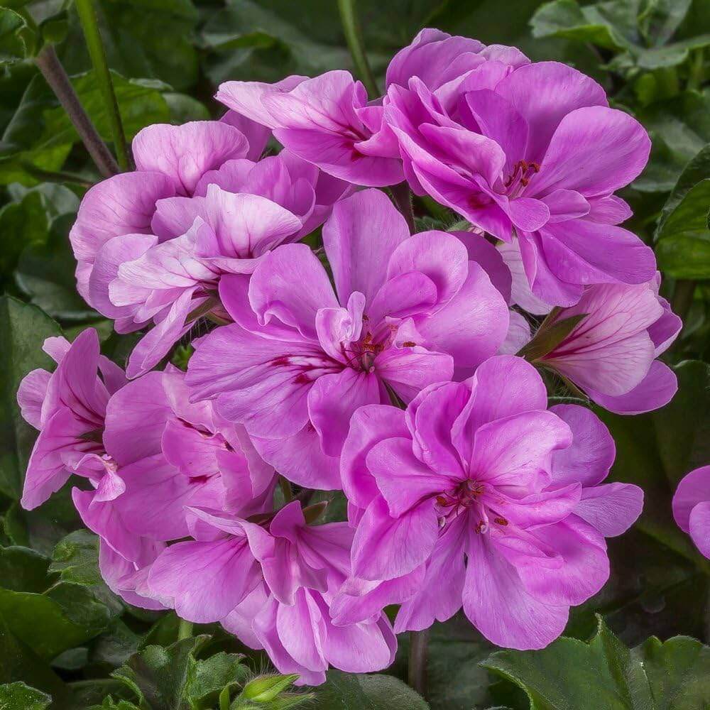 Geranium Seeds - Violet Pink 