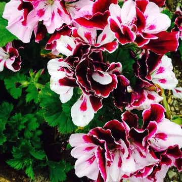 Geranium Seeds - White Dark Red