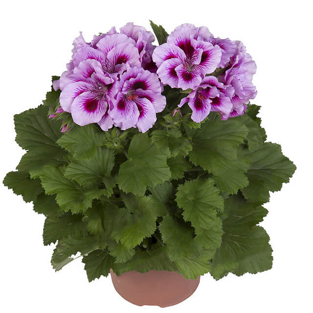 Geranium Seeds - Light Violet Red