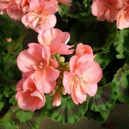 Geranium Seeds - Maverick Salmon