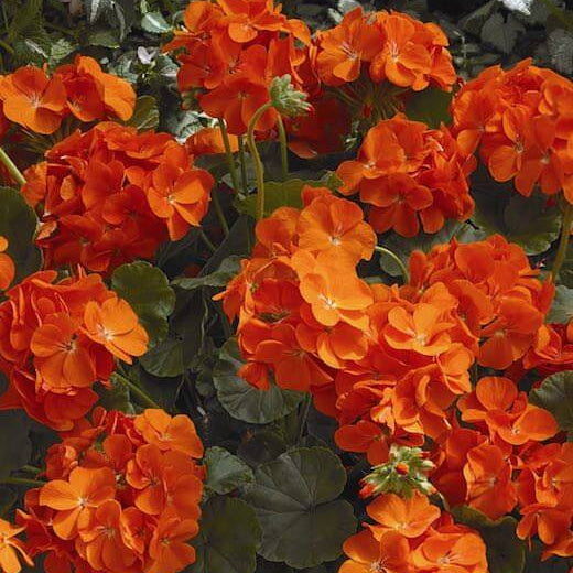 Geranium Seeds - Orange Maverick