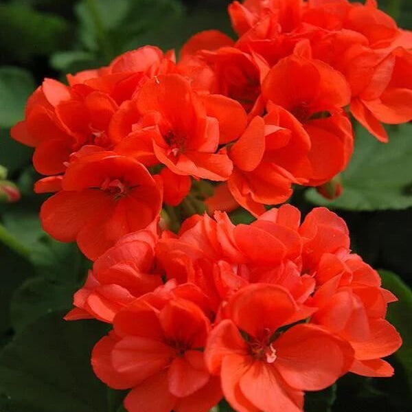Geranium Seeds - Orange Mix