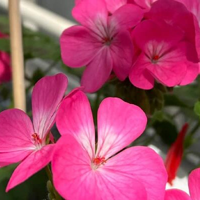 Geranium Seeds - Pink Climbing