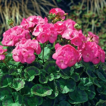 Geranium Seeds - Pink Flores
