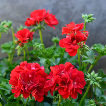 Geranium Seeds - Red Breakawa