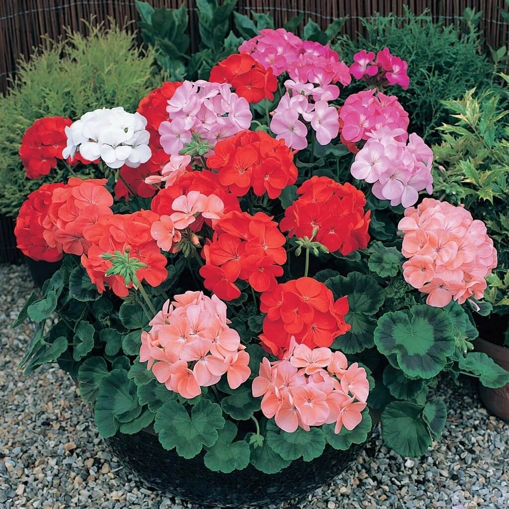 Geranium Seeds - Red Mix
