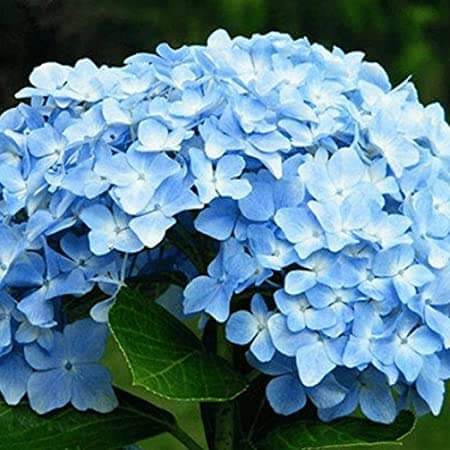 Geranium Seeds - Sky Blue Univalve