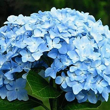 Geranium Seeds - Sky Blue Univalve