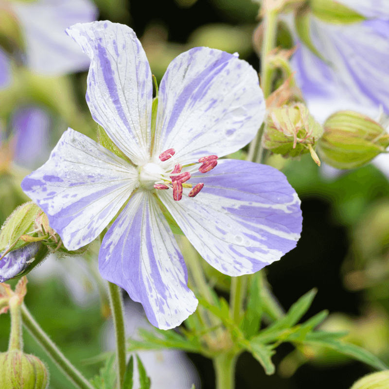 Geranium Seeds - Splish Splash