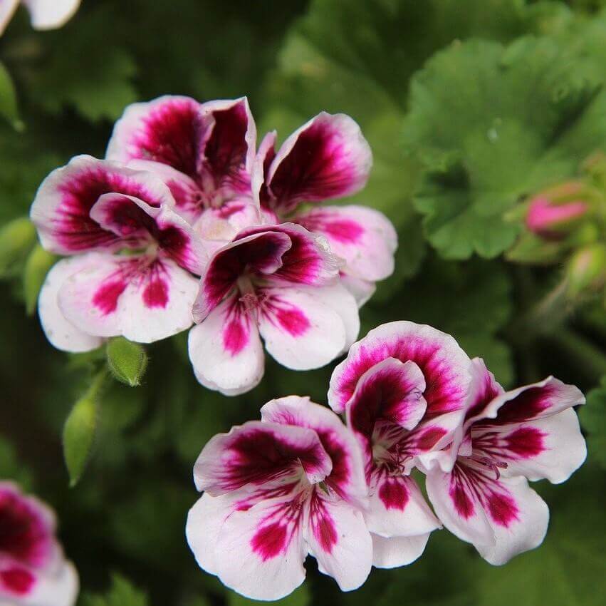 Geranium Seeds - White Dark Red