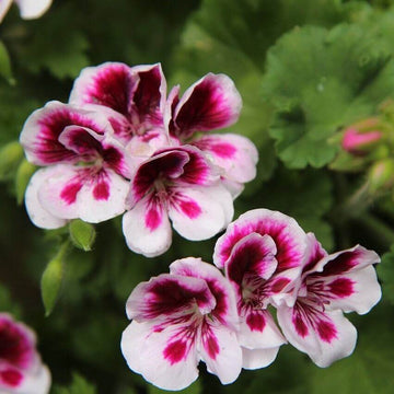Geranium Seeds - White Dark Red