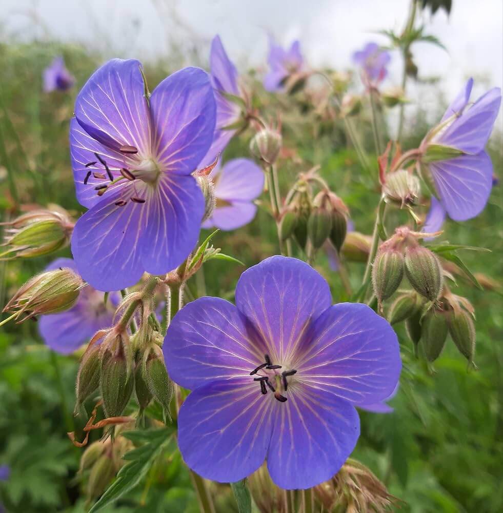 Geranium Seeds - Meadow Cranesbill 