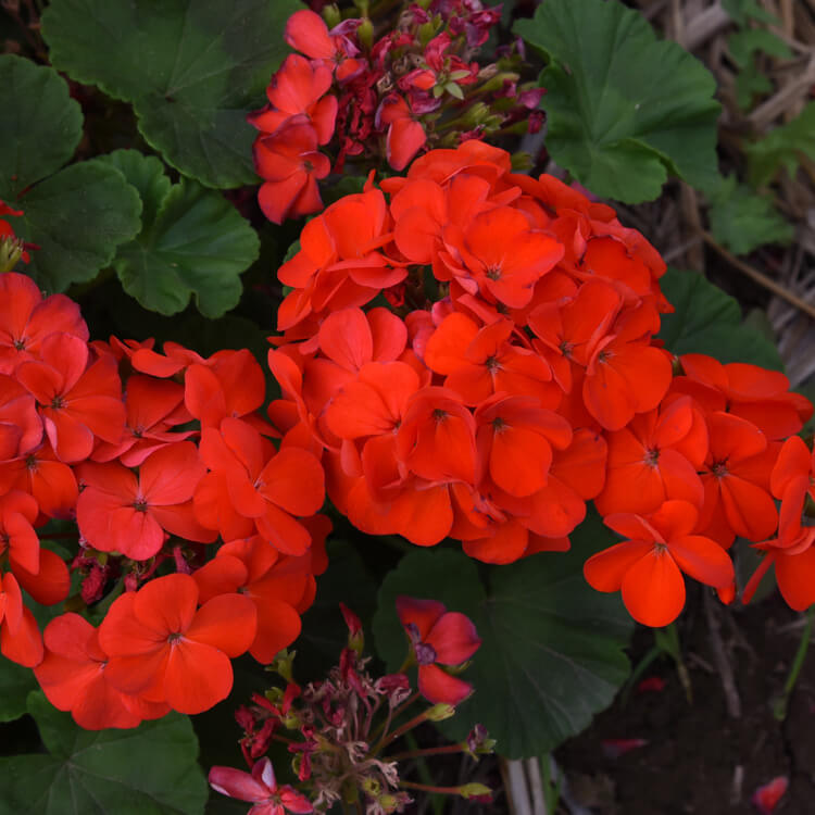 Geranium Seeds - Orange Mix
