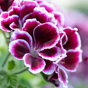 Geranium Seeds - Brown-Purple