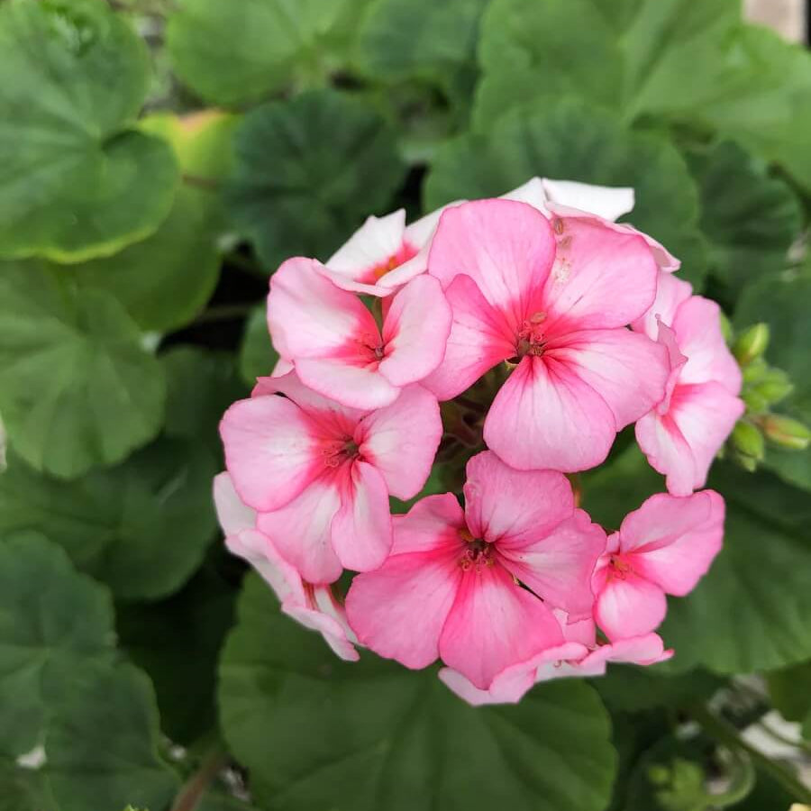 Geranium Seeds - Maverick Star