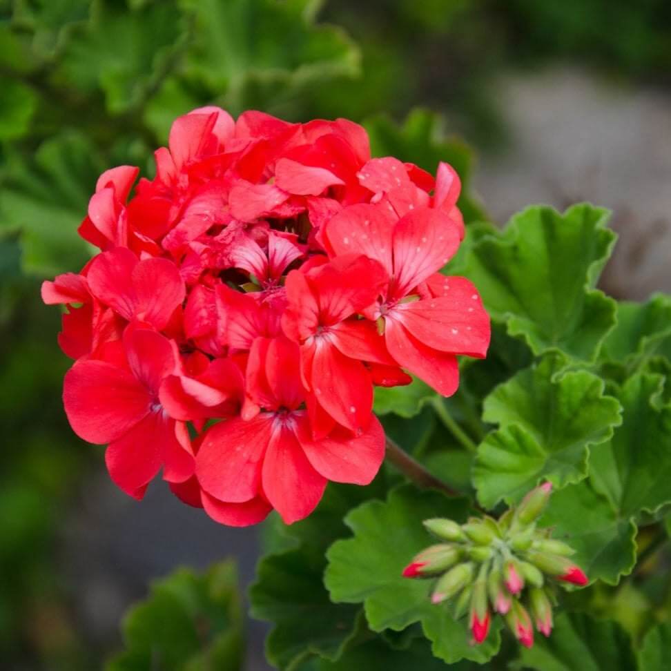 Geranium Seeds - Orange Red
