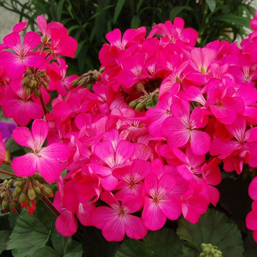 Geranium Seeds - Pink Flores