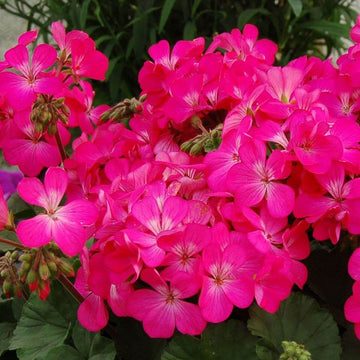 Geranium Seeds - Pink Flores